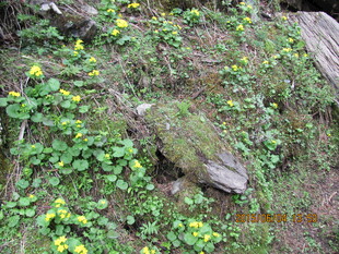 山坡上的绿植与黄色小花