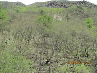 绿意盎然的山野景色