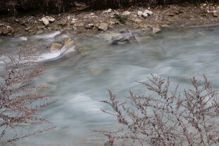 山间溪流与枯枝景象