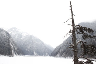 雪覆山林中的孤树