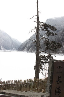 冬日湖边枯树与石碑景观