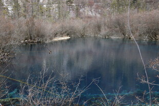静谧湖边枯木与萧瑟景致