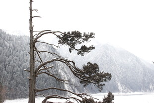 雪覆山林中的孤树