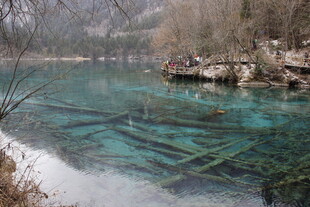 清澈湖底的水下枯木景观