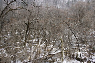 冬日雪覆树林景象