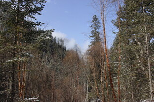 冬日山林雪景风光