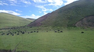 草原风光 牛羊点缀绿意