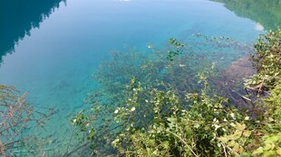 清澈湖水旁的绿植景观