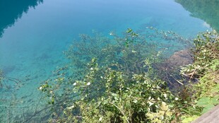 清澈湖底的水生植物景观