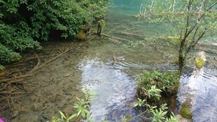 山间清澈浅溪与繁茂植被