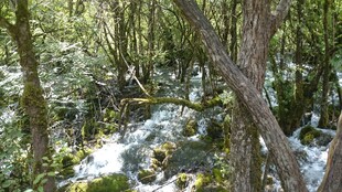 山林间的潺潺溪流