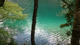 幽林环绕的碧绿清澈湖水