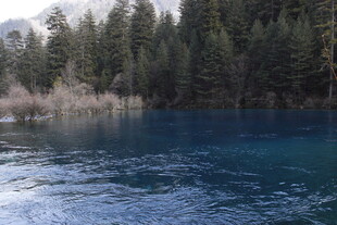 静谧蓝湖旁的森林美景