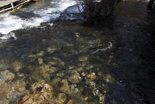 清澈溪流中的水底景象