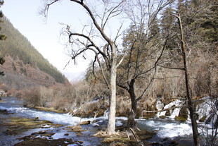 冬日溪边枯树雪景