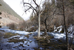 山间溪流枯树冬日景致