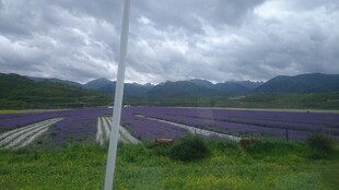 田园风光中的紫色花田