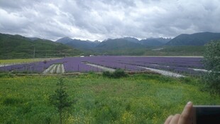 紫色花海与远山美景