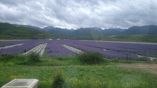 紫色花海 山间浪漫景致