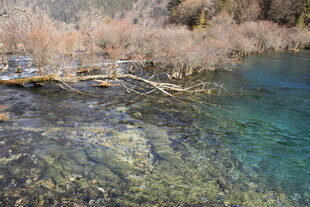 清澈见底的山间溪流