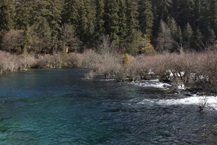 清澈蓝绿湖水旁的森林