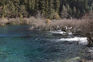 清澈溪流旁的山林美景
