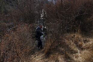 徒步者穿行于荒野灌木丛