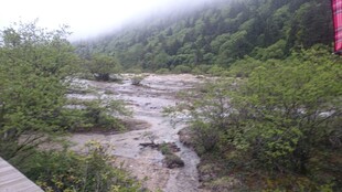 山间溪流旁的葱郁植被