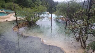 山间积水潭旁的葱郁树林