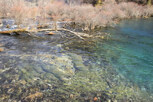 清澈见底的美丽自然水域