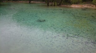 清澈见底的浅塘水域