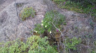 岩石边生长的绿色植物