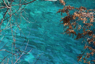 清澈蓝水与岸边枯叶