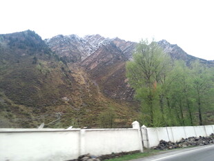 山边公路旁的葱郁树木