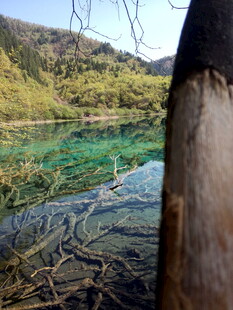 透过树干看清澈碧绿湖水
