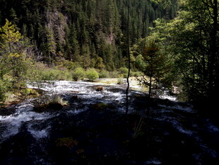 山间溪流旁的茂密森林