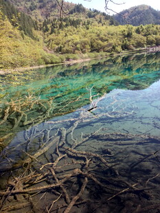 清澈湖底现盘根错节树根