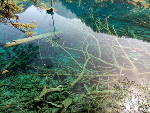 水下奇幻树根景观