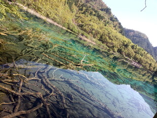 清澈水底与岸边绿植景观