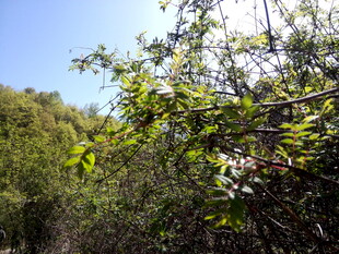 阳光照耀下的繁茂绿植