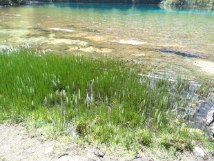 清澈水域旁的翠绿水草