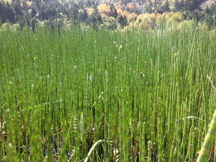 广袤葱郁的绿色草地景观