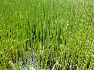 翠绿稻田 生机盎然