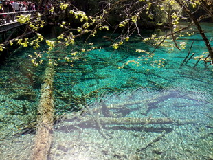 清澈水底的枯木与绿植