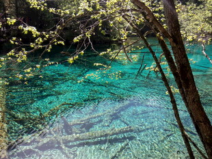 清澈幽蓝的森林水下世界