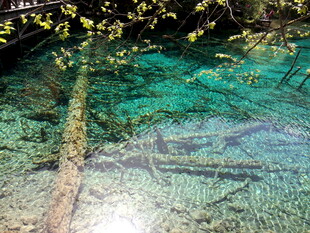 清澈水底的枯木与绿植