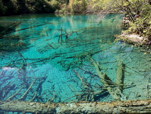 清澈蓝绿水中的枯木景观