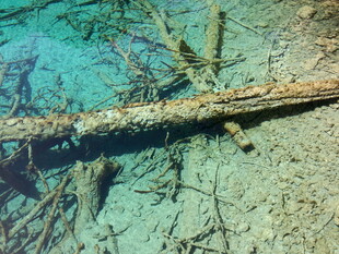 海底枯木与繁茂珊瑚景观