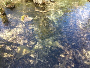 清澈水中的游动鱼类