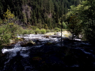 山间溪流穿林而过